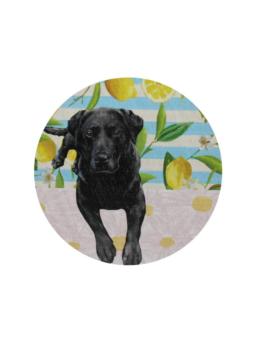 Sand + Paws Tropical Citrus 12 oz cozy scented candle