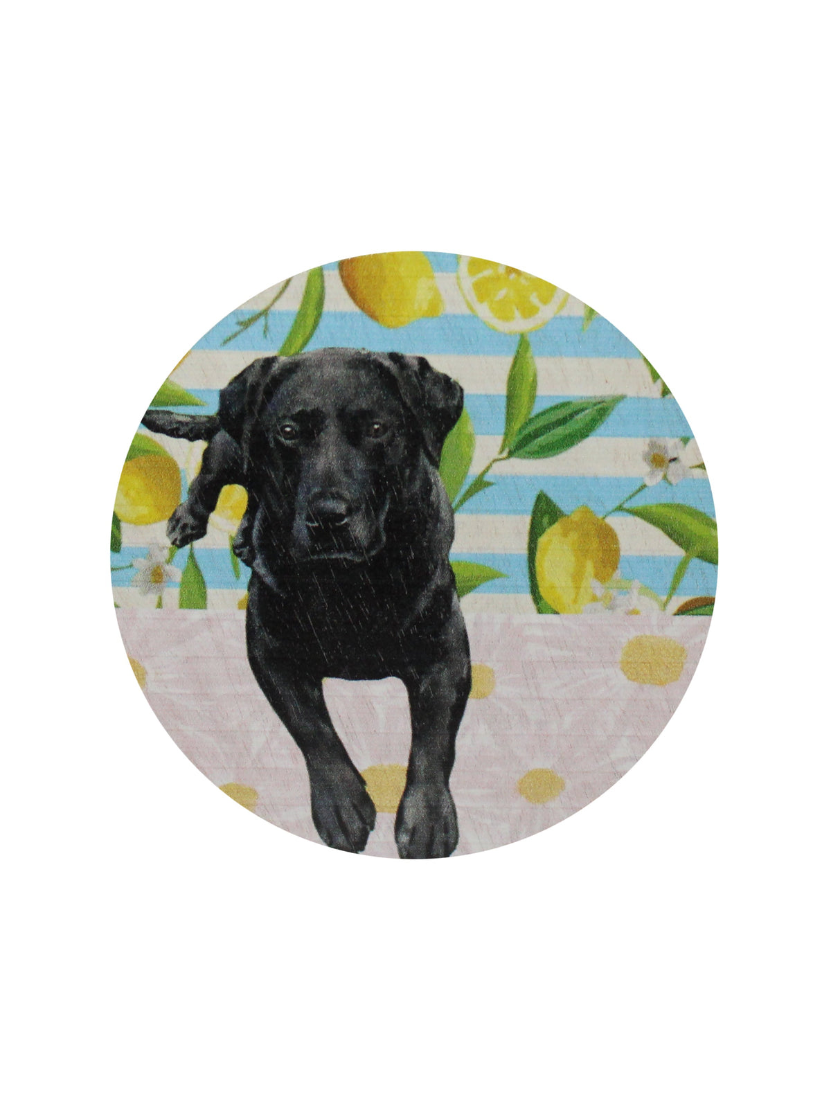 Sand + Paws Tropical Citrus 12 oz cozy scented candle