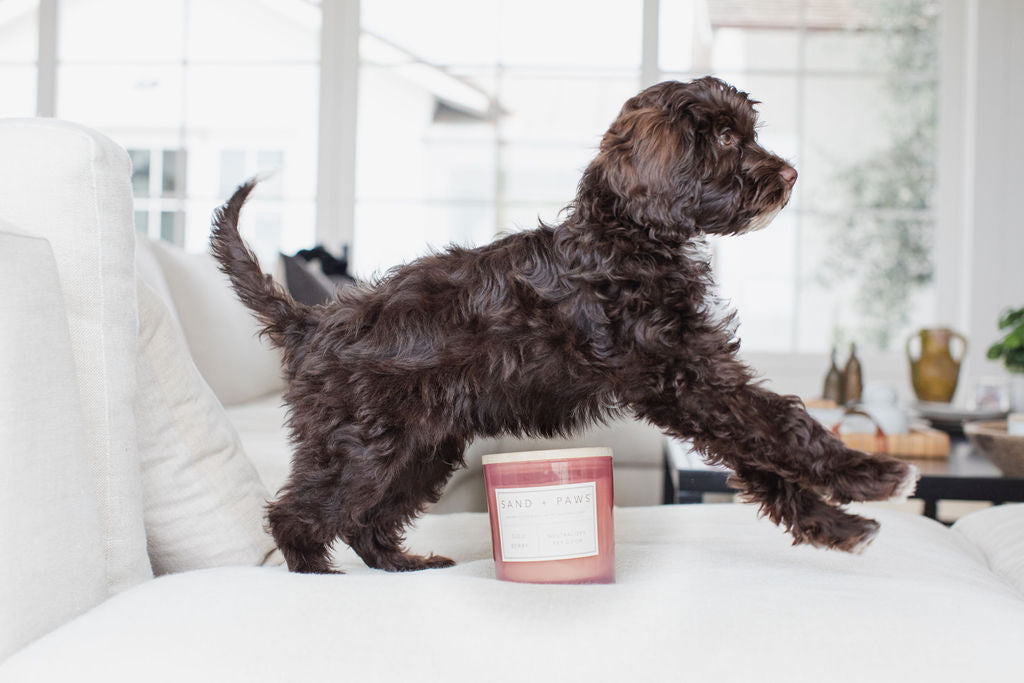 Sand + Paws Goji Berry 21 oz refreshing scented candle
