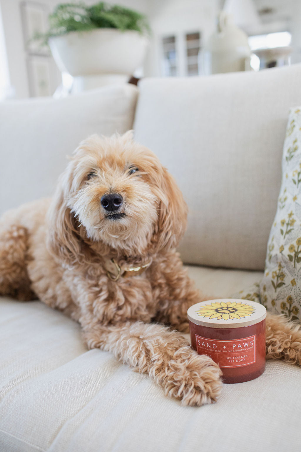 Sand + Paws Apple Spice 12 oz cozy scented candle
