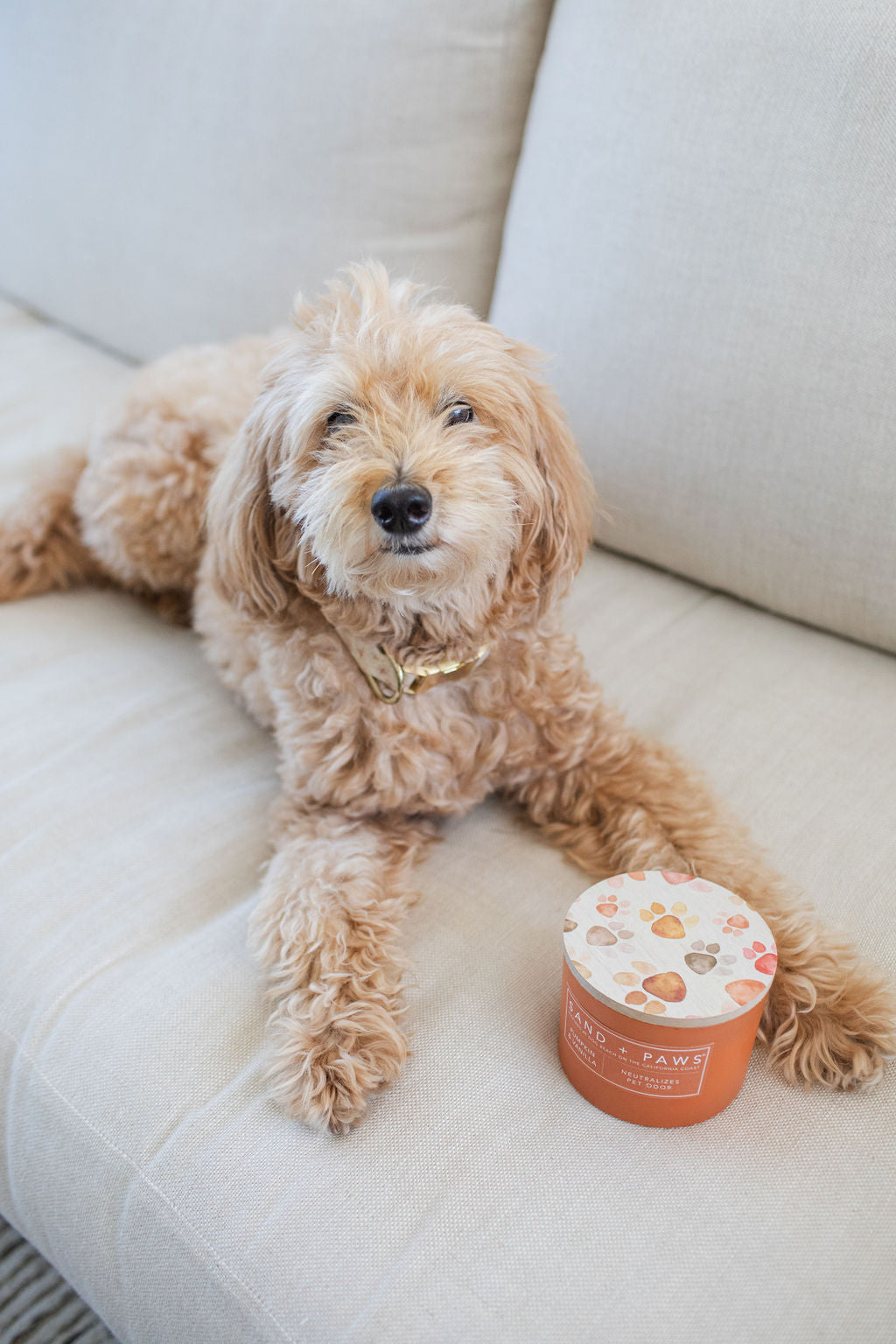 Sand + Paws Pumpkin & Vanilla 12 oz cozy scented candle
