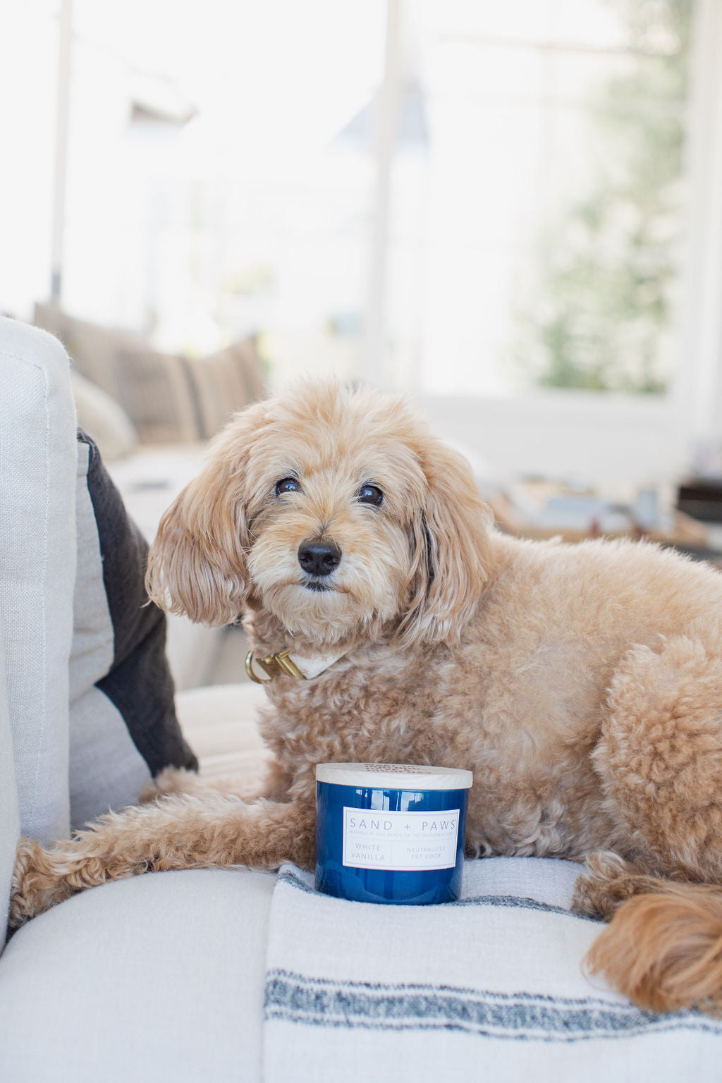 Sand + Paws White Vanilla 12 oz cozy scented candle