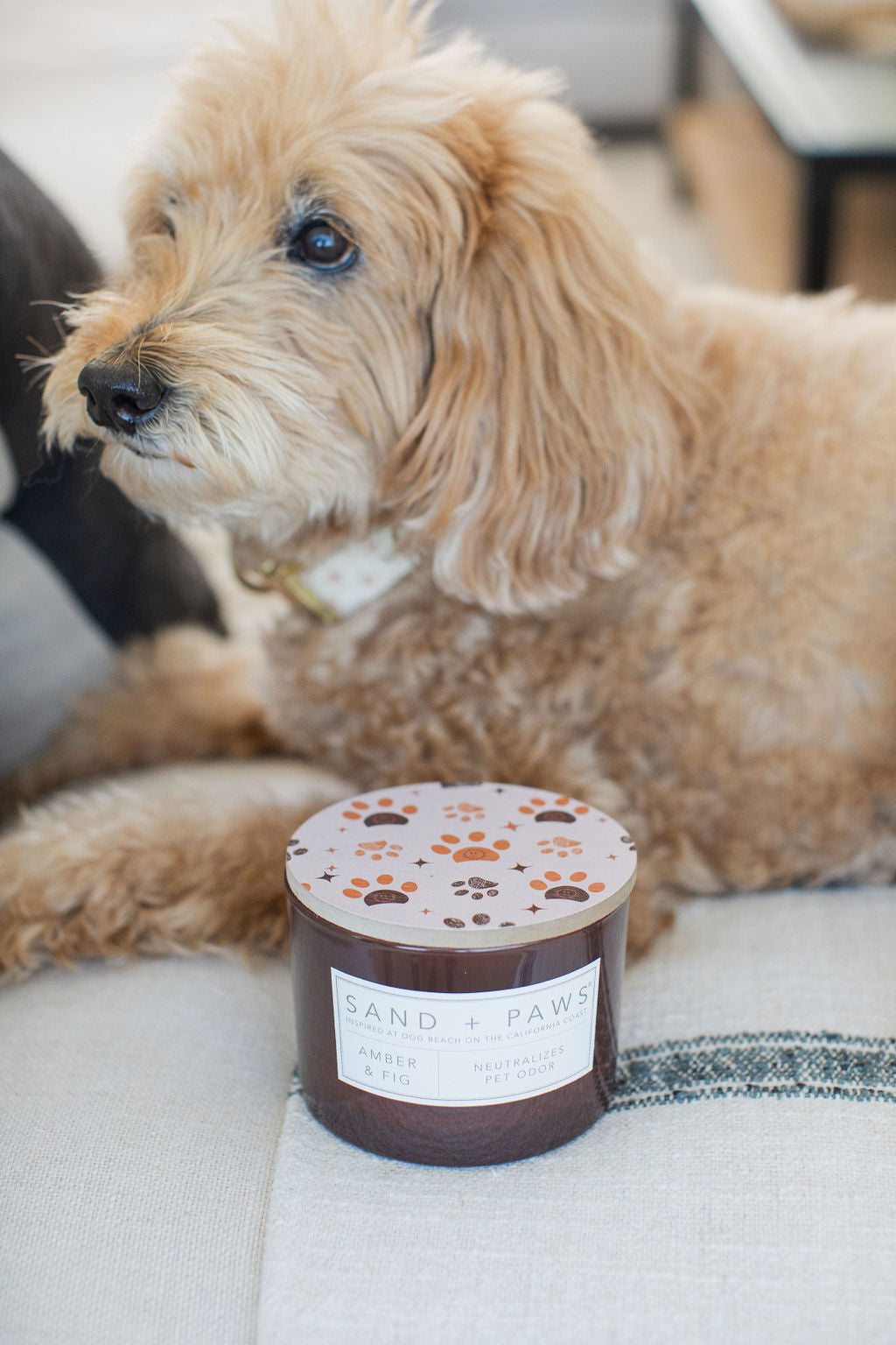 Sand + Paws Amber & Fig 12 oz warm scented candle