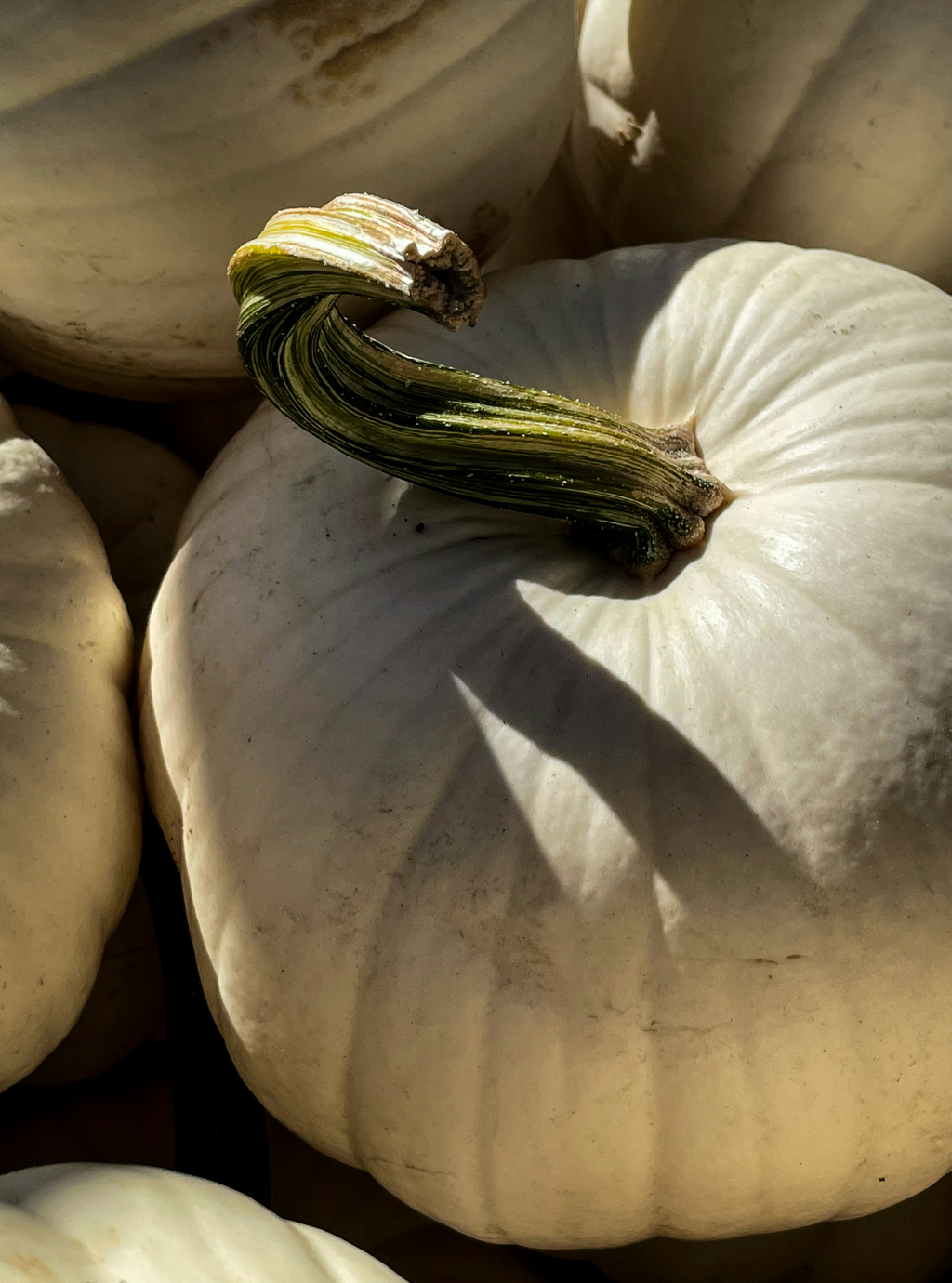 White Pumpkin 12 oz cozy scented candle