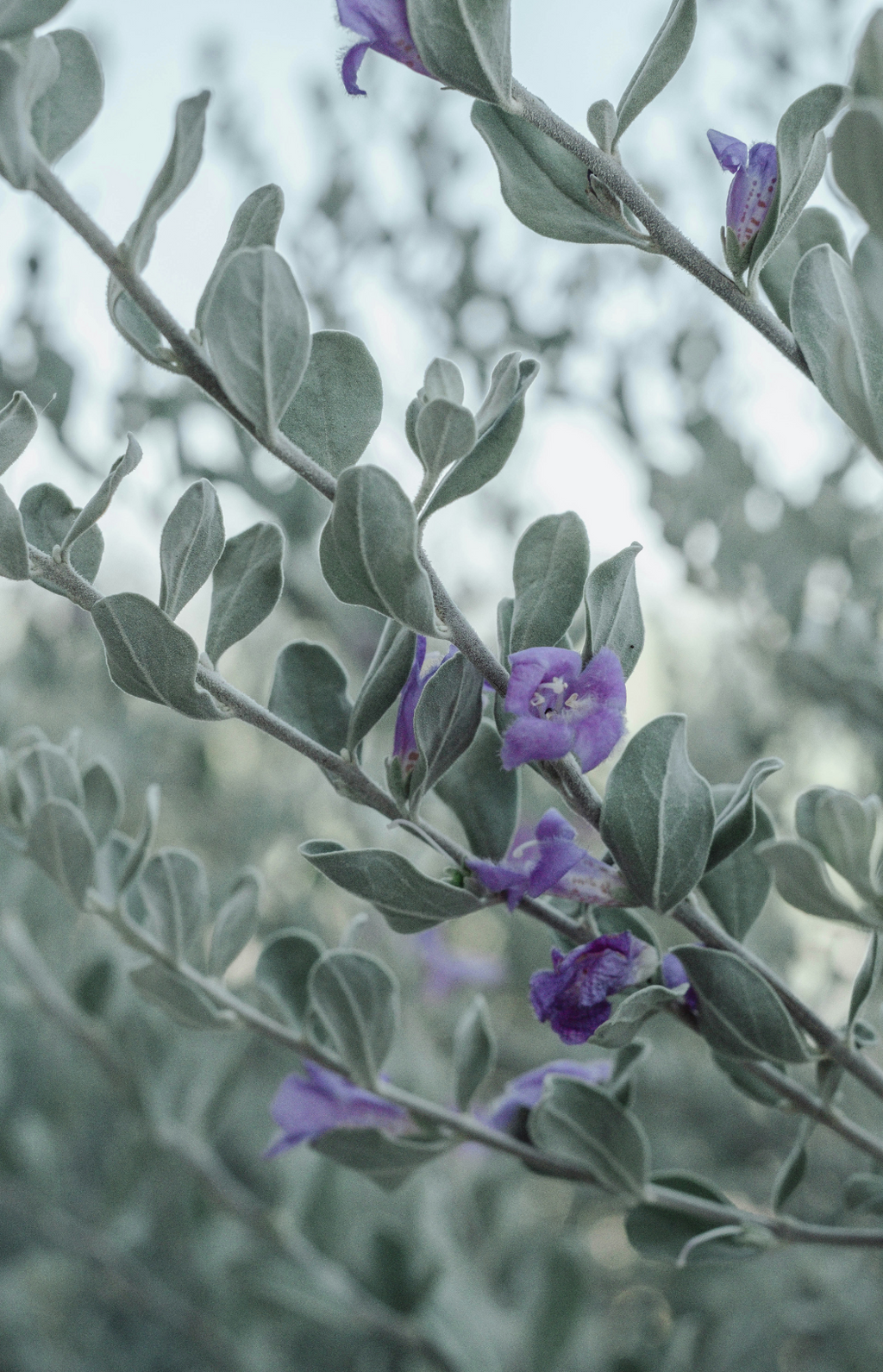 Eucalyptus & Lavender 11 oz calming scented candle
