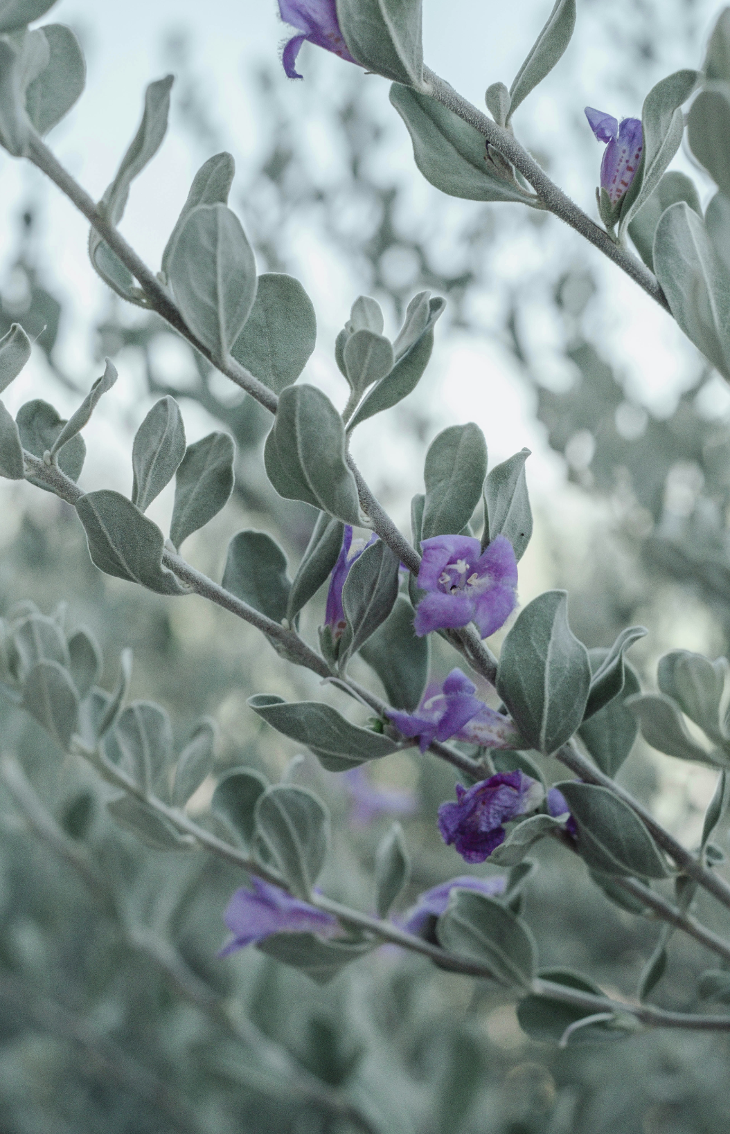 Eucalyptus & Lavender 11 oz calming scented candle