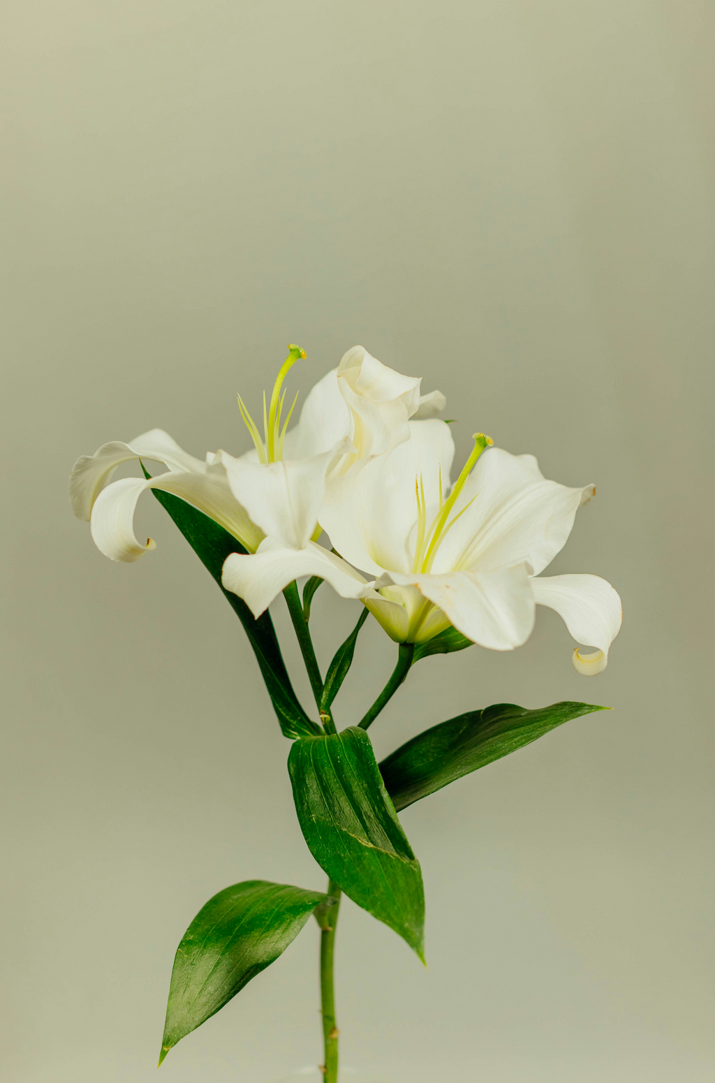 Gardenia 12 oz calming scented candle