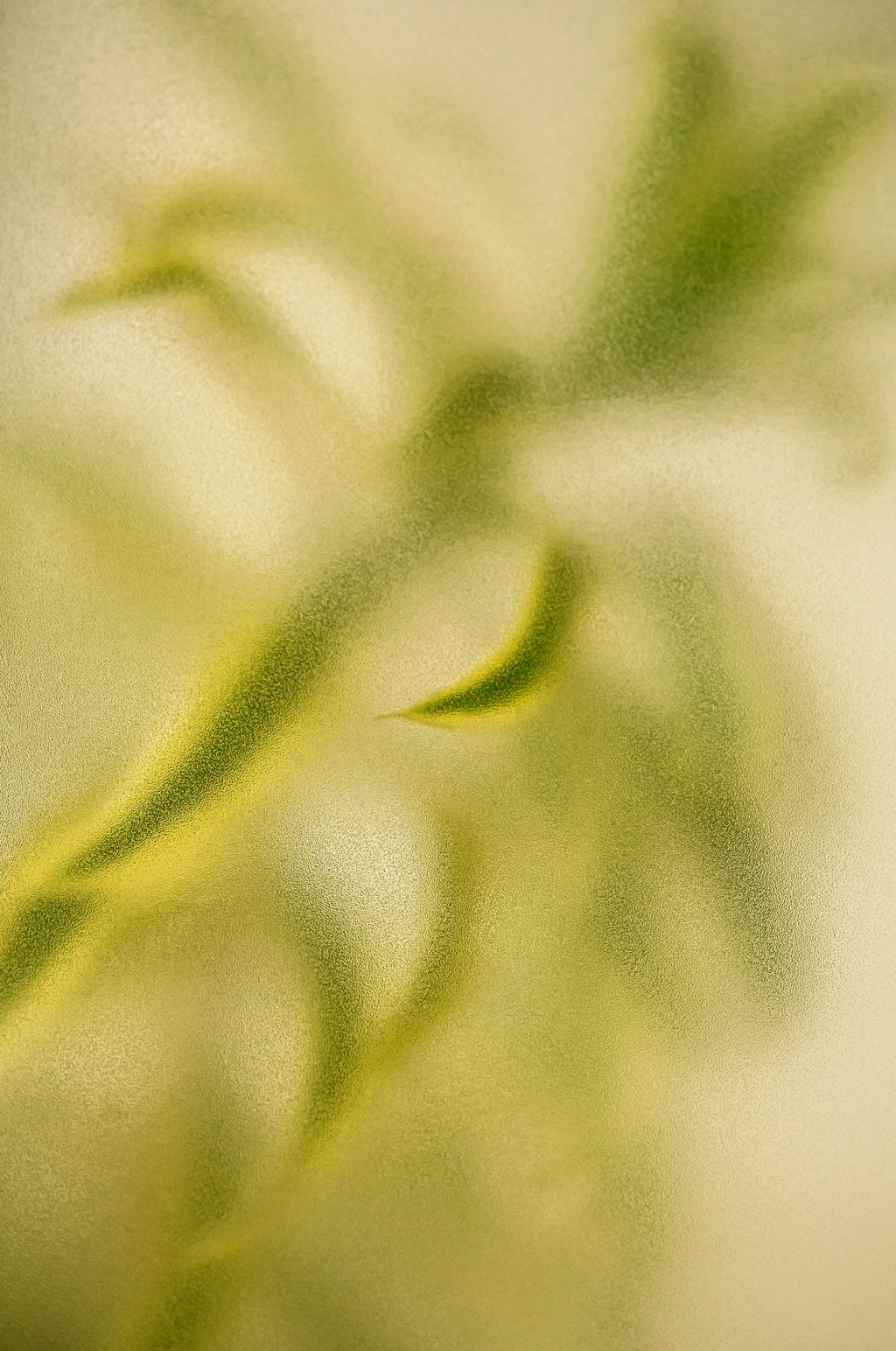 Lemongrass 12 oz refreshing scented candle