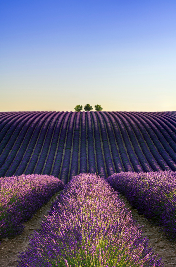 Provence Lavender & Woods 10 oz calming scented candle