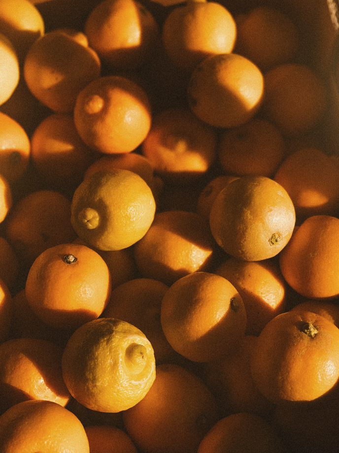 Sand + Paws Golden Citrus 12 oz refreshing scented candle