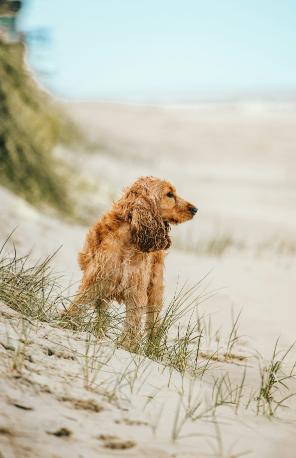 Sand + Paws Sun-n-Fun 12 oz cozy scented candle