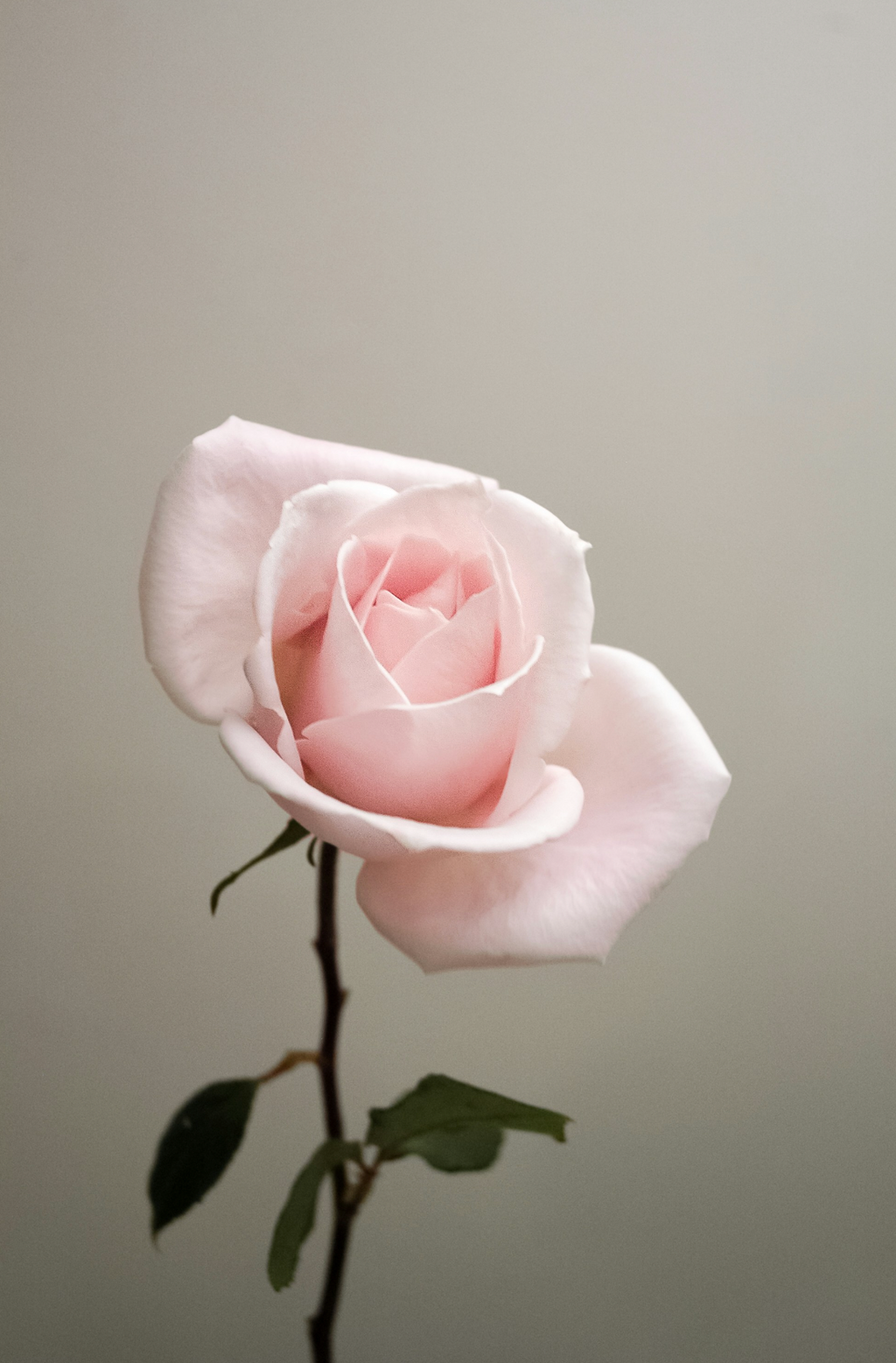 Sweet Rose 100 ml Long-Lasting Eau de Toilette