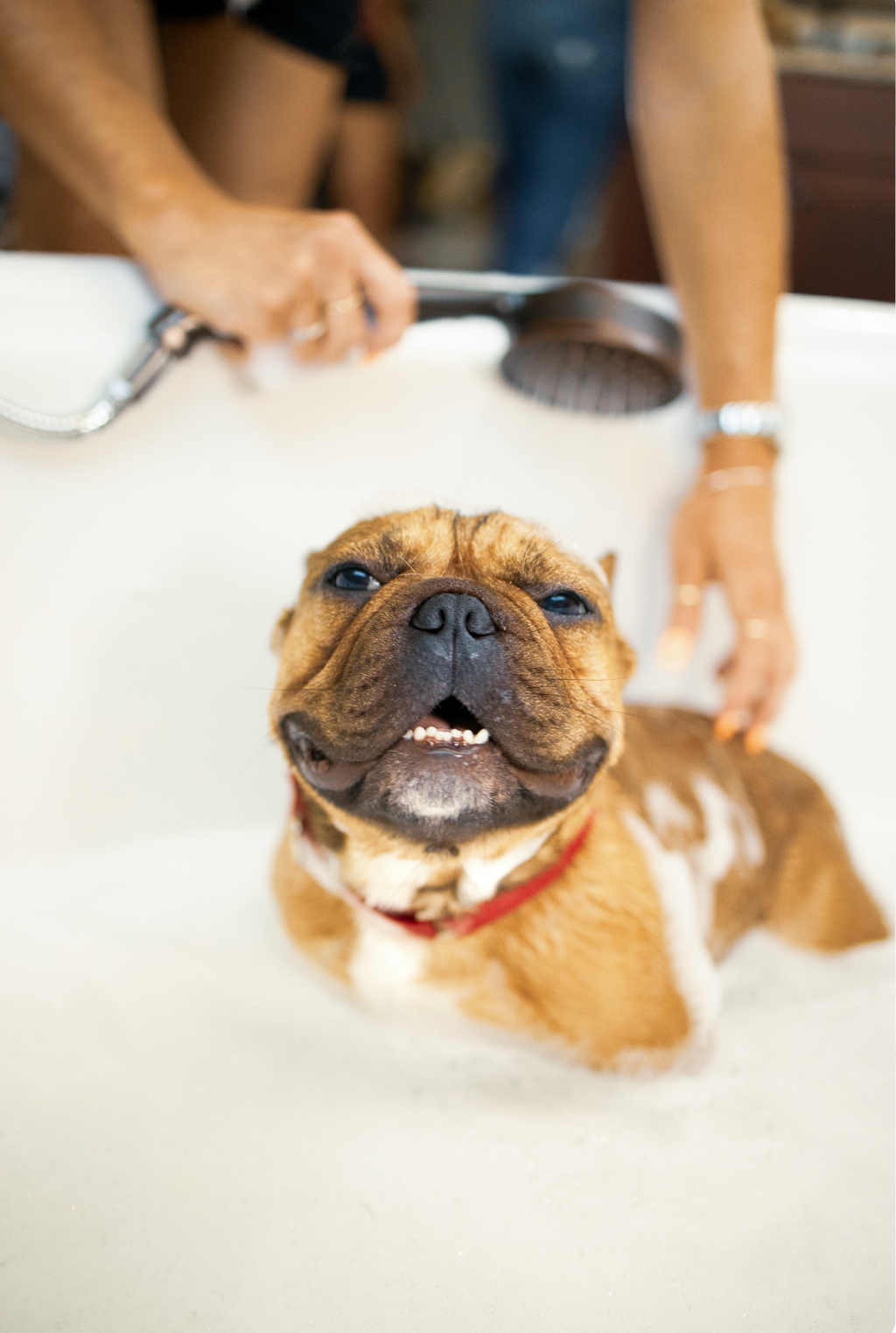Sand + Paws Gentle Pet Shampoo & Conditioner - Lavender & Aloe