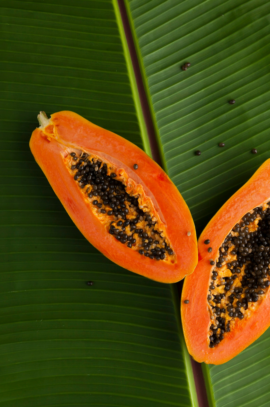 Island Papaya 12 oz refreshing scented candle