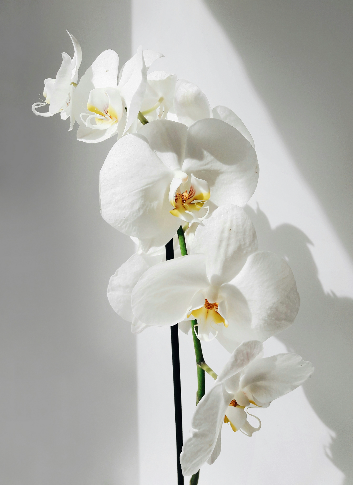 Vanilla Orchid 16.9 oz Rich Whipped Body Butter