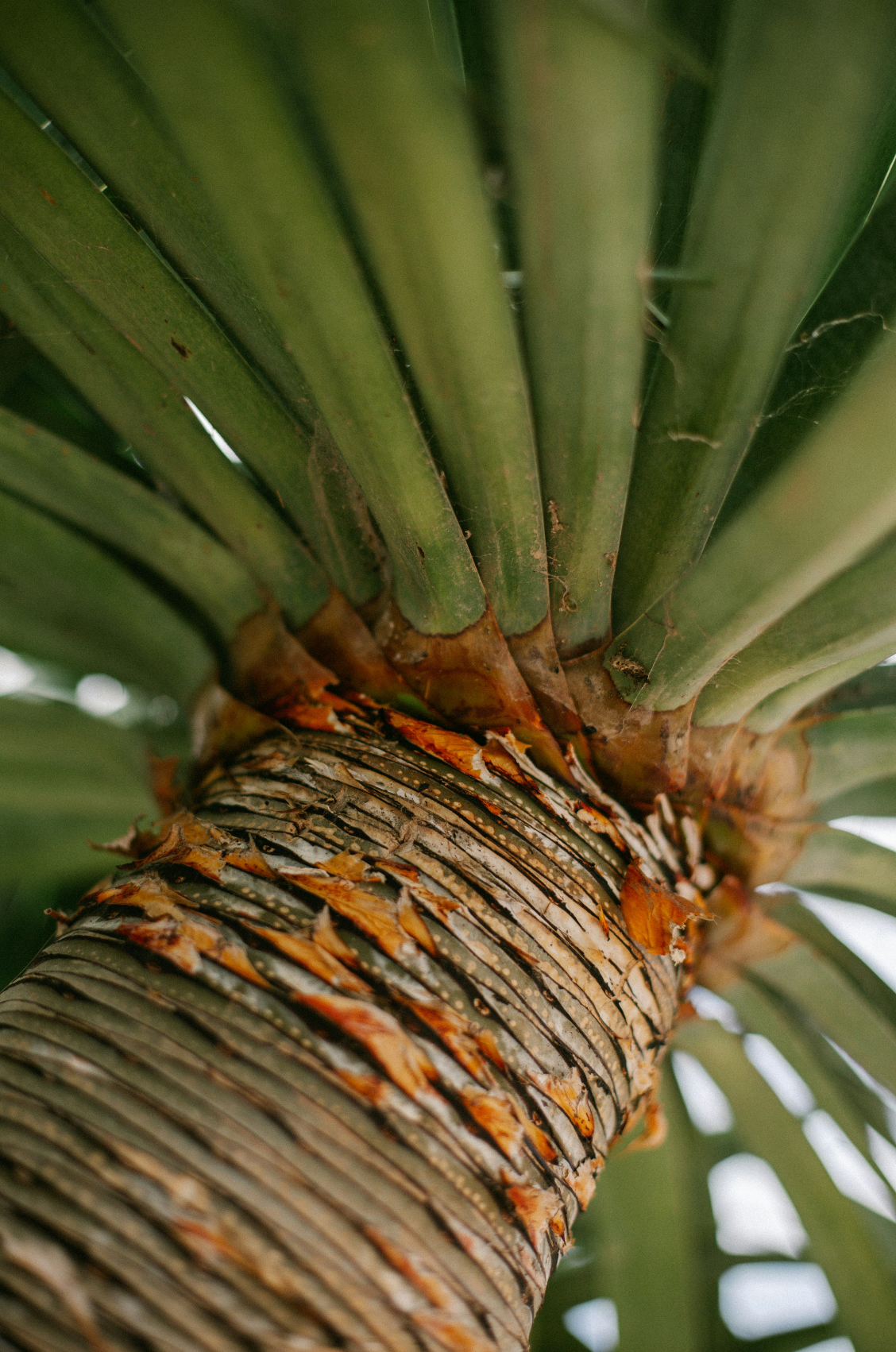 Driftwood & Pineapple 12 oz warm scented candle