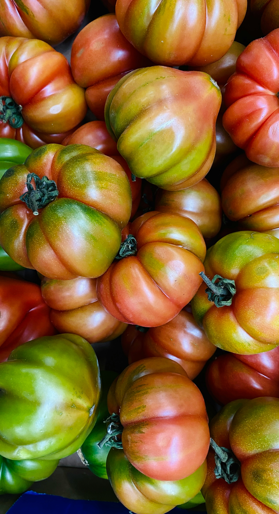 Sicilian Tomato 12 oz cozy scented candle