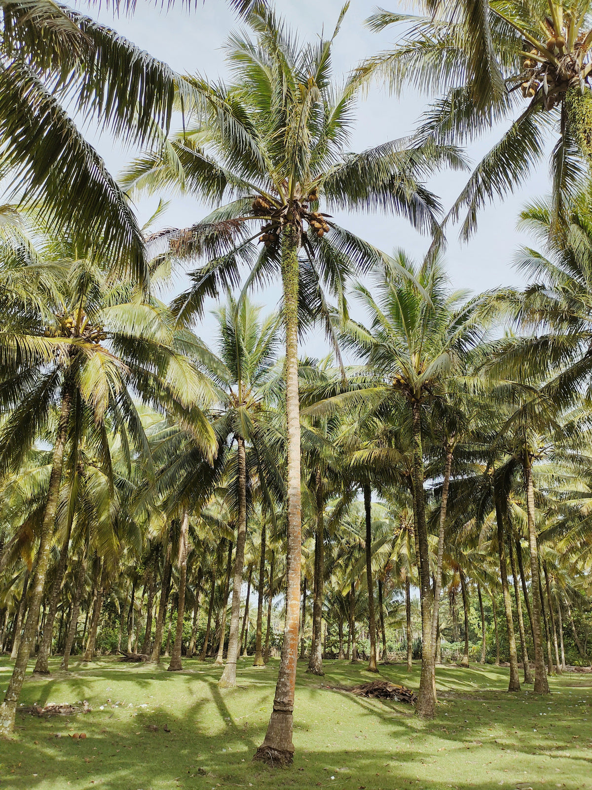 Balinese Coconut Hydrating Body Lotion