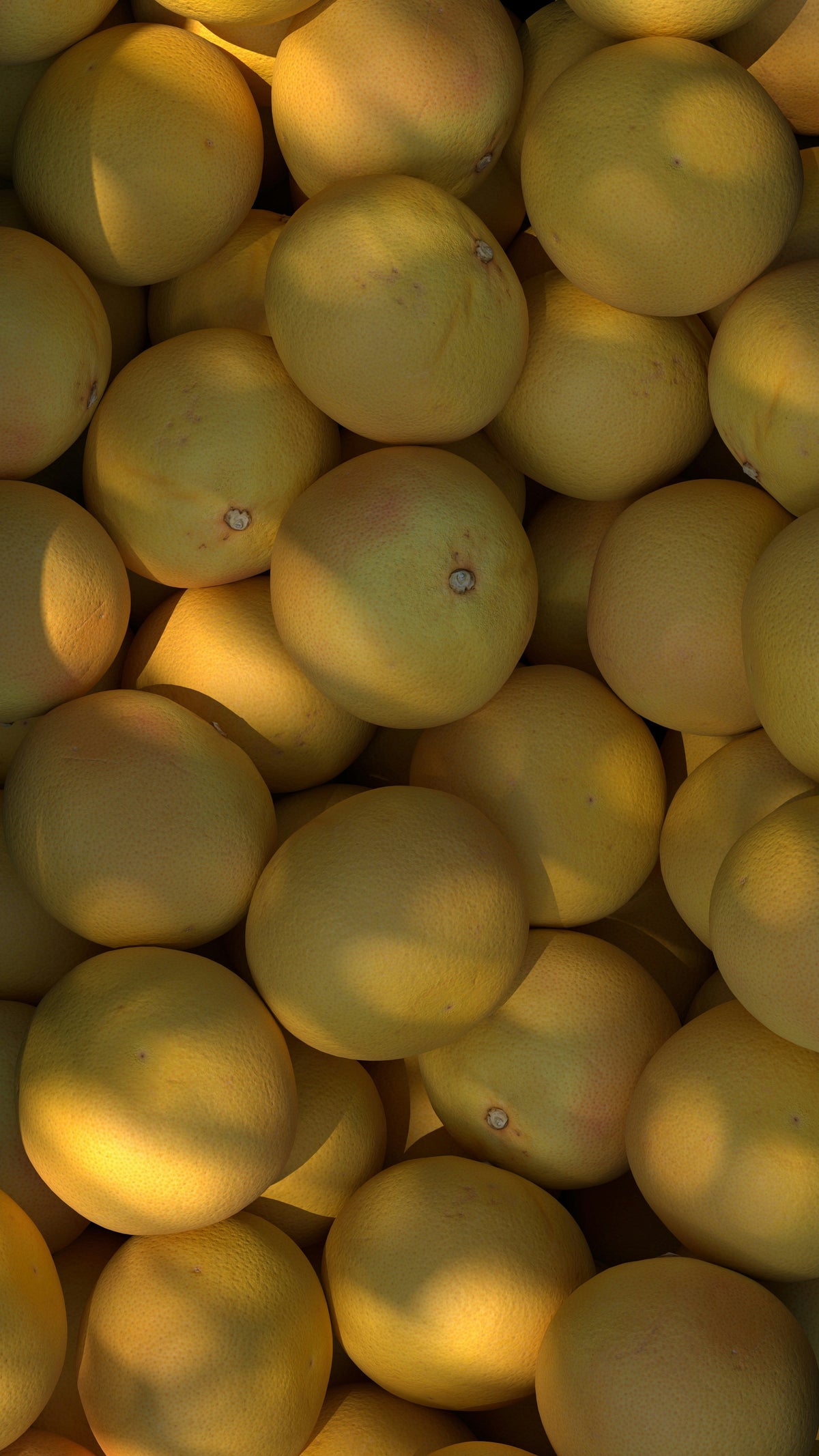 Sun Washed Citrus 12 oz cozy scented candle