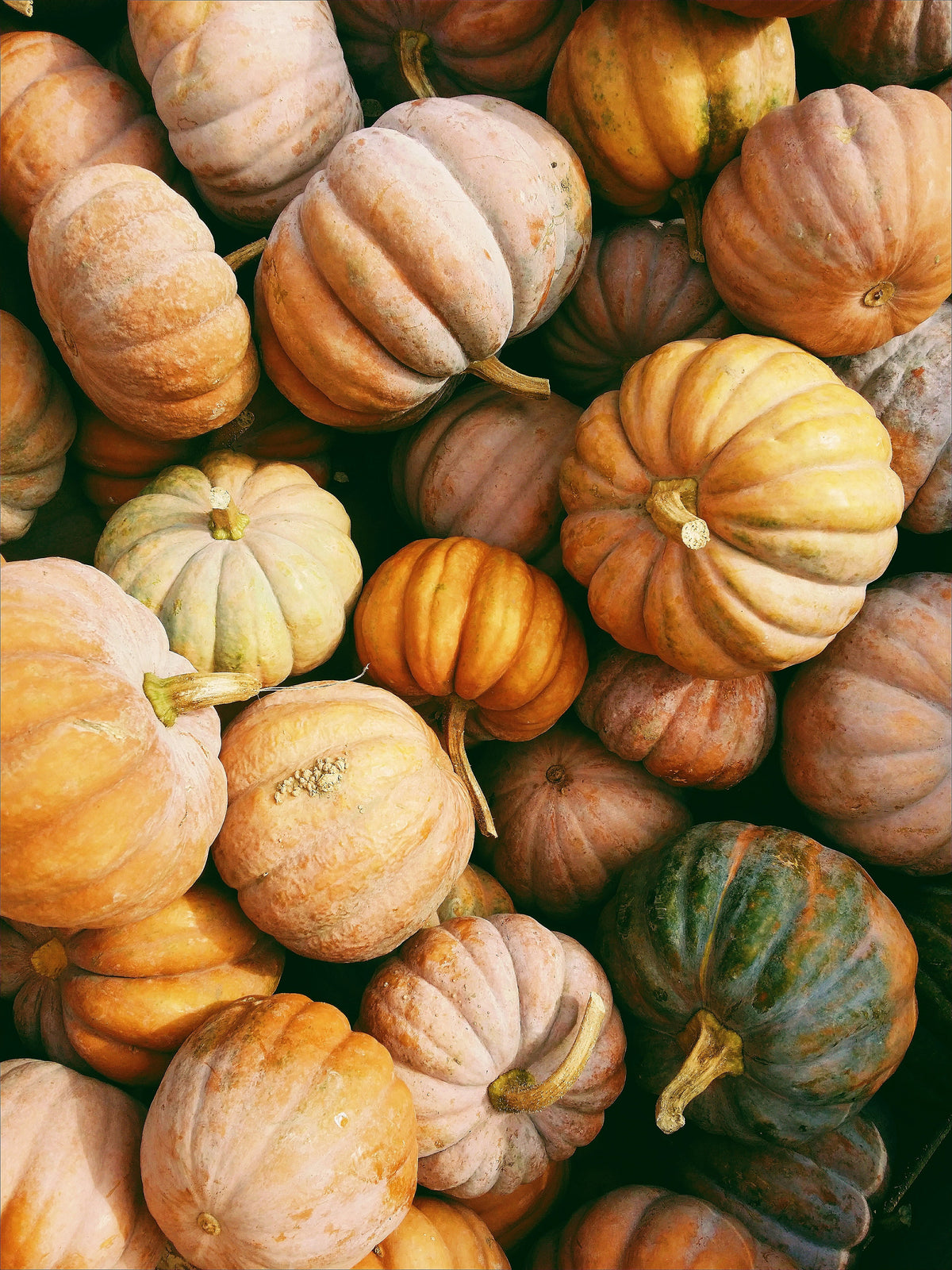 Sand + Paws Pumpkin Harvest 12 oz cozy scented candle