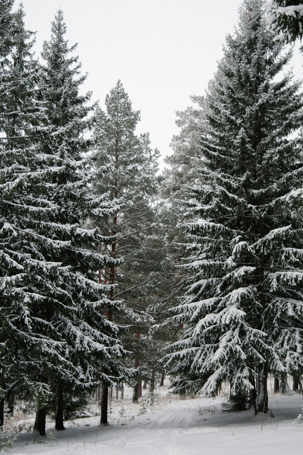Winter Pine 12 oz cozy scented candle
