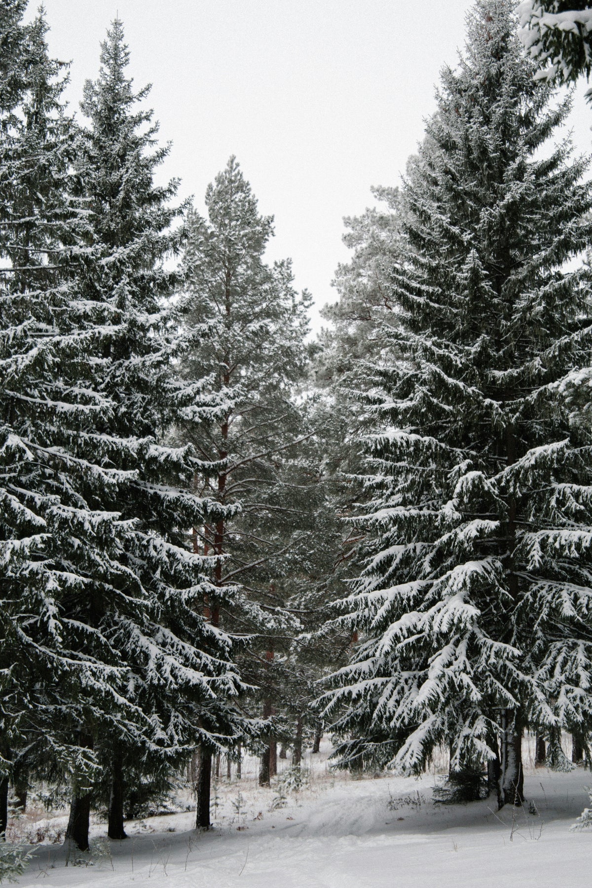 Winter Pine 12 oz cozy scented candle